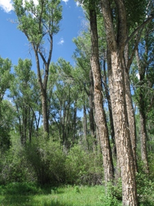 Populus spp.